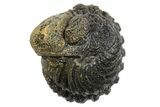 Wide Enrolled Morocops Trilobite - Morocco #296607-1